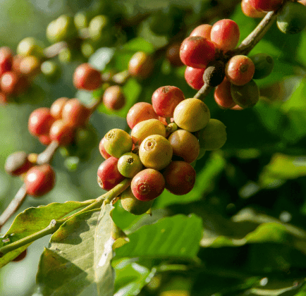 Coffee plantation, water reserves, mineral reserves, fossil fuels