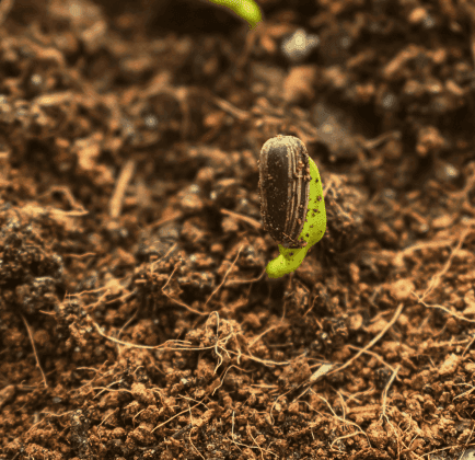 Soil, water, sunlight, mineral nutrients, livestock, native vegetation, fauna (invertebrates)