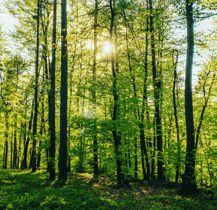 Forest ecosystem